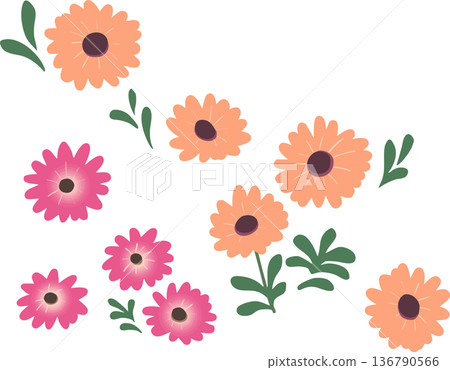 非洲菊扁平插圖（透明背景）春季花卉向量素材 136790566