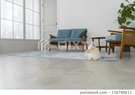 客廳裡有一隻狗（博美犬） 136790611