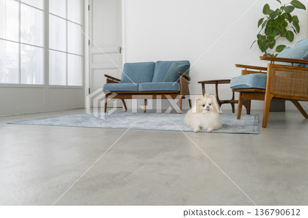 Living room with a dog (Pomeranian) 136790612