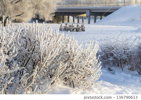 A winter scene with trees by the river covered in hoarfrost under a clear blue sky 136790613