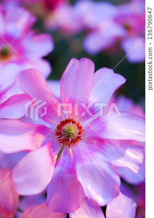 Macro shot of a beautiful pink flower illuminated by the setting sun Macro shot of a beautiful pink flower illuminated by the setting sun 136790647