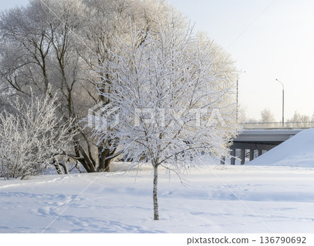 A winter scene with trees covered in hoarfrost under a clear blue sky. A winter scene with trees covered in hoarfrost under a clear blue sky. 136790692