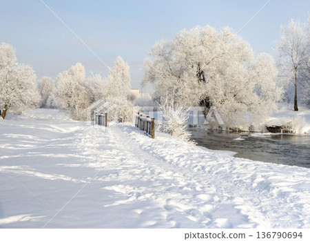 A winter scene with trees covered in hoarfrost under a clear blue sky. A winter scene with trees covered in hoarfrost under a clear blue sky. 136790694