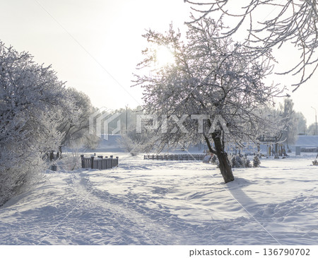 A winter scene with trees covered in hoarfrost under a clear blue sky. A winter scene with trees covered in hoarfrost under a clear blue sky. 136790702