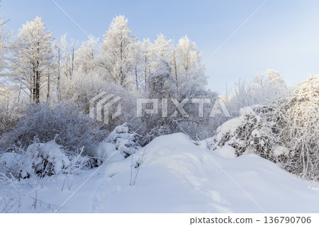 A winter scene with trees covered in hoarfrost under a clear blue sky. A winter scene with trees covered in hoarfrost under a clear blue sky. 136790706