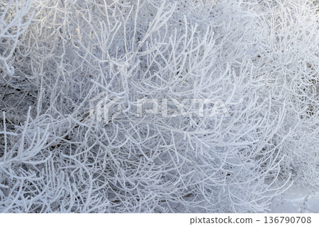 A winter scene with trees covered in hoarfrost under a clear blue sky. 136790708