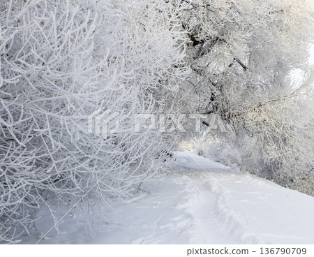 A winter scene with trees covered in hoarfrost under a clear blue sky. A winter scene with trees covered in hoarfrost under a clear blue sky. 136790709