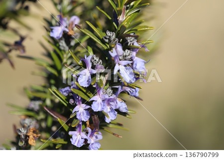 Light blue rosemary flowers with pale purple patterns blooming in a winter garden 136790799