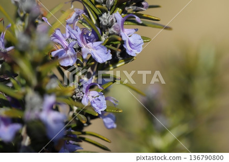 冬日花園裡盛開著淡藍色迷迭香花,花朵上點綴著淡紫色的花紋。 冬日花園裡盛開著淡藍色迷迭香花,花朵上點綴著淡紫色的花紋。 136790800
