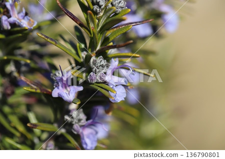 冬日花園裡盛開著淡藍色迷迭香花,花朵上點綴著淡紫色的花紋。 冬日花園裡盛開著淡藍色迷迭香花,花朵上點綴著淡紫色的花紋。 136790801