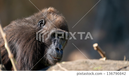 Thoughtful gorilla portrait in soft natural light Thoughtful gorilla portrait in soft natural light 136790842