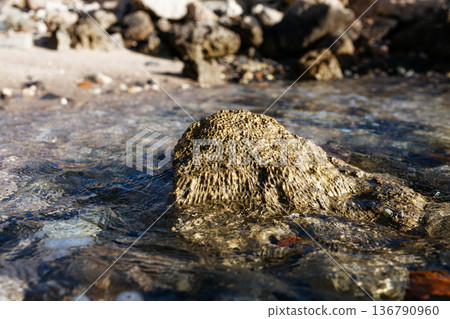A close-up of a stone on a beach. The stone is washed by seawater. A close-up of a sea stone. The Red Sea in Egypt. 136790960