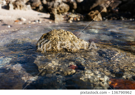 A close-up of a stone on a beach. The stone is washed by seawater. A close-up of a sea stone. The Red Sea in Egypt. 136790962