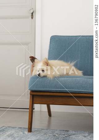 一隻博美犬在沙發上放鬆(5歲女孩) 一隻博美犬在沙發上放鬆(5歲女孩) 136790982