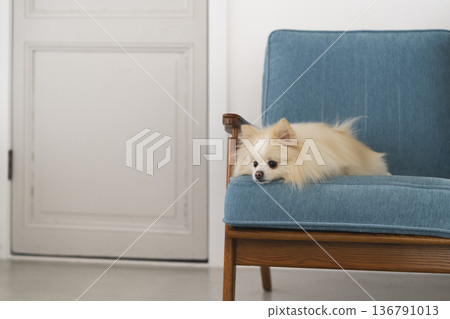 Pomeranian relaxing on the sofa (5-year-old girl) 136791013