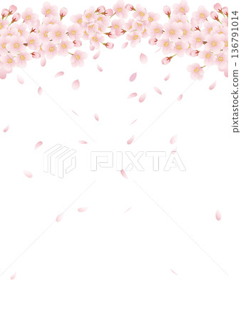 盛開的春櫻花 01 136791014