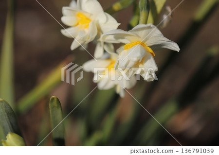 冬日公園裡，重瓣水仙花盛開，花瓣潔白，花心金黃。 136791039