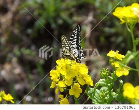 Swallowtail butterfly sucking honey of rapeseed 136791065
