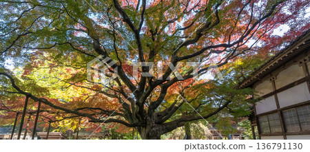 Raizan Sennyoji Daihioin Temple/Great Maple Raizan Sennyoji Daihioin Temple/Great Maple 136791130