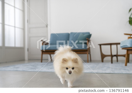 Pomeranian running through the living room Pomeranian running through the living room 136791146