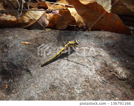 Shioyatombo的女性 136791166