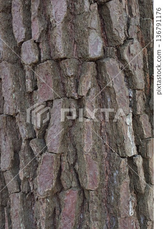 Scaly, fissured bark of a pine tree 3 136791176