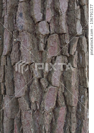 Scaly, fissured bark of a pine tree 4 Scaly, fissured bark of a pine tree 4 136791177