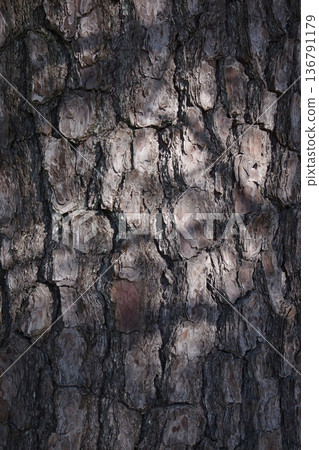 Scaly, fissured bark of a pine tree 6 Scaly, fissured bark of a pine tree 6 136791179