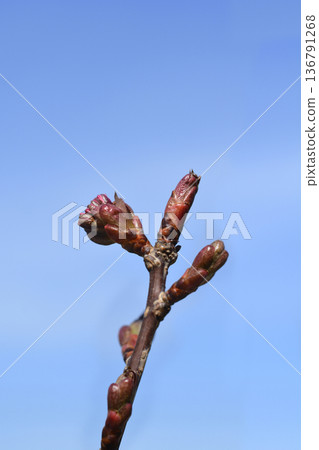 Japanese flowering cherry Royal Burgundy Japanese flowering cherry Royal Burgundy 136791268