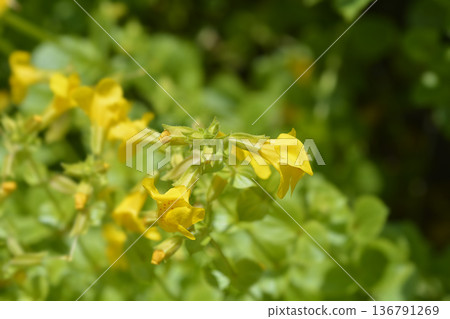 Monkey flower Monkey flower 136791269