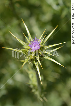 Milk thistle Milk thistle 136791270