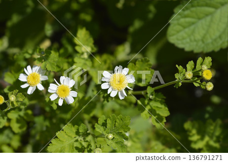 Feverfew flowers Feverfew flowers 136791271