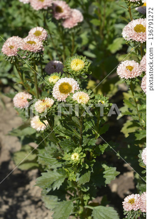 China aster Matsumoto 136791272