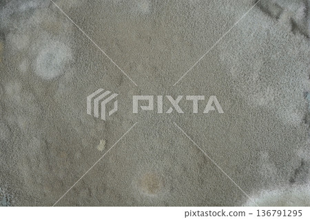 Grey Mold Texture on Surface 136791295