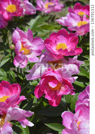 Fragrant peony Virgilius 136791312