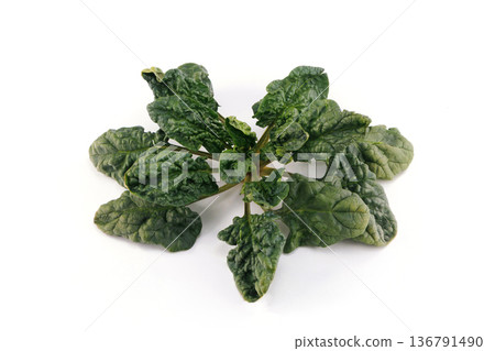 Fresh curly spinach Fresh curly spinach 136791490