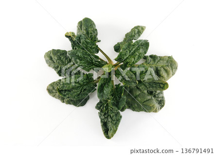 Fresh curly spinach 136791491