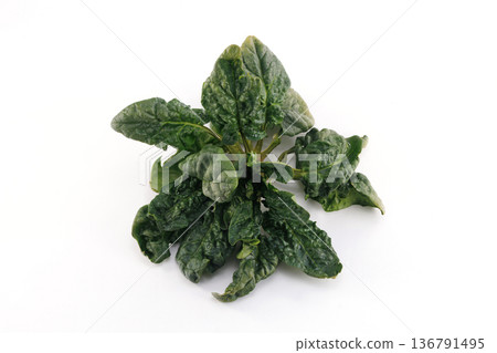 新鮮捲葉菠菜 新鮮捲葉菠菜 136791495