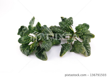 Fresh curly spinach Fresh curly spinach 136791503
