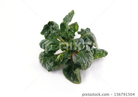 Fresh curly spinach Fresh curly spinach 136791504