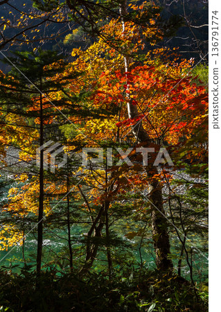 Kamikochi, one of Japan's leading mountain resorts, is a place to enjoy autumn foliage 136791774