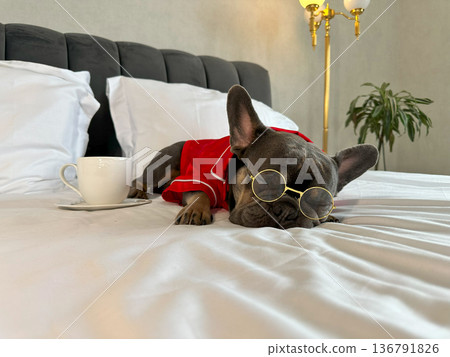 A relaxed French bulldog wearing glasses and a red outfit lies on a bed, with a coffee cup placed beside it in a charming interior 136791826