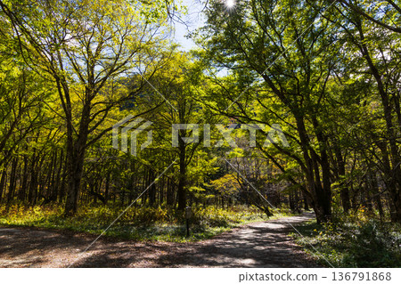 Kamikochi, one of Japan's leading mountain resorts, with its autumn foliage and autumn colors, Tokusawa 136791868