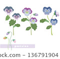 Pansy flower vector illustration 136791904