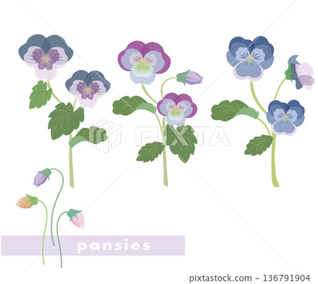 Pansy flower vector illustration Pansy flower vector illustration 136791904