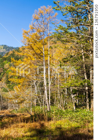 Kamikochi, one of Japan's leading mountain resorts, is a place to enjoy autumn foliage Kamikochi, one of Japan's leading mountain resorts, is a place to enjoy autumn foliage 136791950