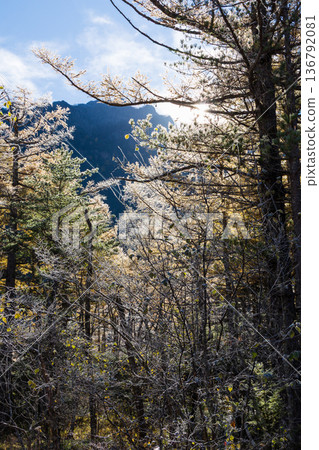 清晨的日本著名山區度假勝地上高地，以及田代濕地。 136792081
