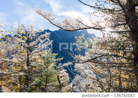 清晨的日本著名山區度假勝地上高地,以及田代濕地。 清晨的日本著名山區度假勝地上高地,以及田代濕地。 136792083