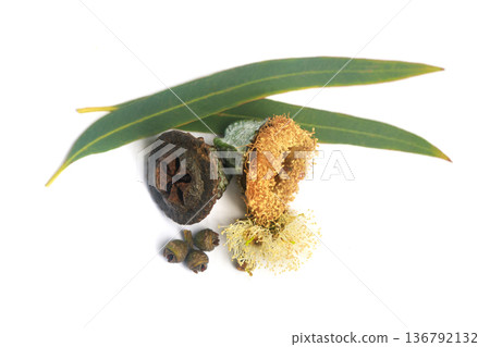 Organic eucalyptus fruits gumnuts, flower and green eucalipto leaves on white background 136792132
