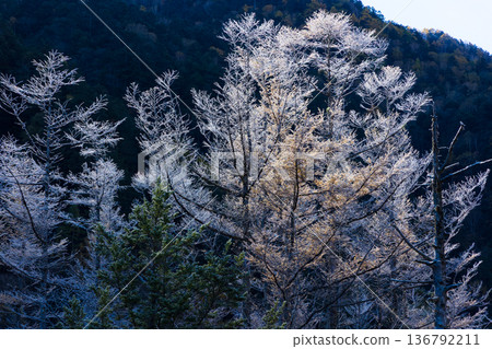 秋季清晨,日本著名山區度假勝地上高地的田代池。 秋季清晨,日本著名山區度假勝地上高地的田代池。 136792211